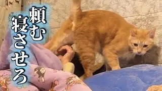 頭痛が酷くて寝たいのに寝させてくれない猫との攻防