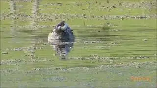 Patos overos (Anas sibilatrix)