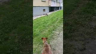 Mom cat protects her kittens