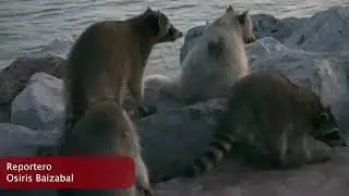 mapaches en miramar