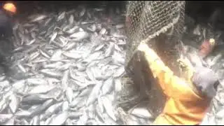Loading ton's of fish on Cargo Reefer carrier