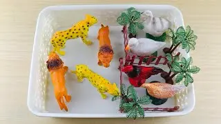 Relaxing Mini Zoo ASMR &ndash; Meet Exotic Animals Up Close