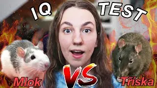 Moji POTKÁNCI jsou nejchytřejší na SVĚTĚ?🐀