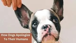 How Dogs Apologize To Their Humans #cuteanimals #cutedog #dogbreeds #american #usa #viralvideo