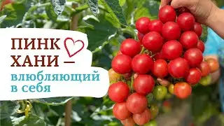 ПИНК ХАНИ ! Черри-томат, который влюбляет в себя