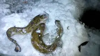 Зимняя рыбалка на налима ночью.