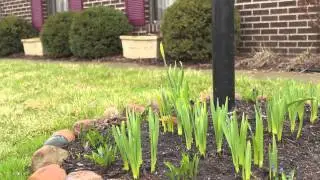 The First Flower of Spring