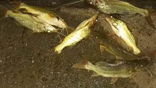 Pesca variada y pejerrey en el r&iacute;o de la plata 🐟🐟