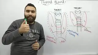 Thyroid gland د علاء محمود anatomy