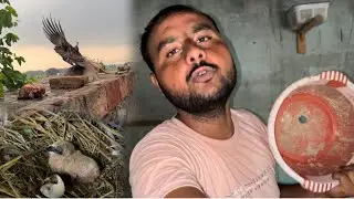 Kabootari aa De Bacche Ty aa Tokri Ali Murgi De Bacche aa Gye😄#punjabivlogs