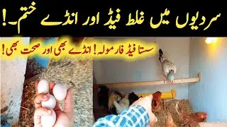 sardio mein murghio ki garam khurak || chicken feed in winter