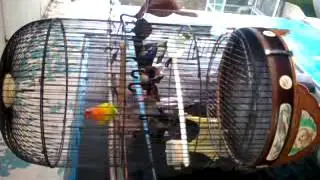 LB Blorok Ajieeeb LoveBird... @Mampang