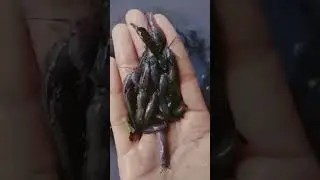 Desi Mangur Fish Farming
