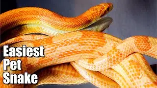 The Best Beginner Snake | Colubrid Family (Giveaway Entries Closed)