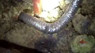 How to Completely Clean a Black Mold in Santa Ana CA