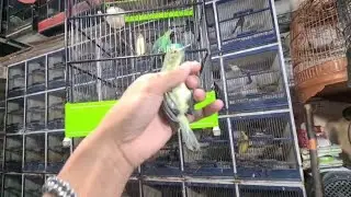 CIPOW GACORAN BARU DAPET LAGI