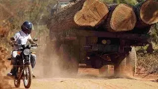 Brazil to crack down on illegal timber trade with China