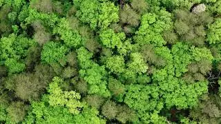 NoCopyright -Ultimate Slow motion of Shaking Dense Forest Indonesia -Drone 4K Cinematic Stock Video