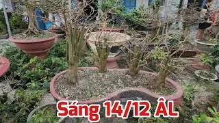 Sáng 14/12 ÂL - Cập Nhật Các Cây Mai Sau Khi Lặt Lá