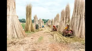 GOLDEN FIELDS OF JUTE / India and Bangladesh as the primary producers👍