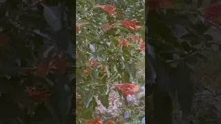 Fire bush/ Hamelia patens #plants #nature #botanicalgarden #punjab #plants #trending #shorts #viral
