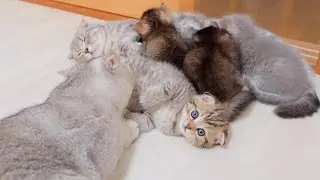 Cute kitten complaining about being late for milk feeding time