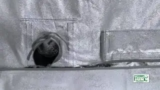 Virtual Sun Hydroponics VS3600-36 Grow Tent Installation