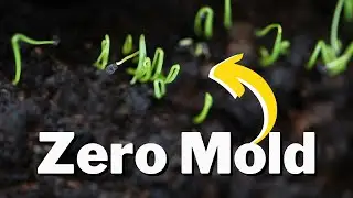 How To Start Onion Seeds Using A Soil Blocker