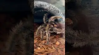 ￼ Tarantula at Petco