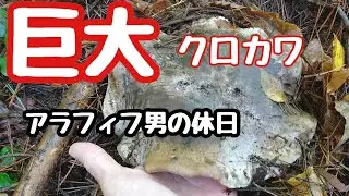 【アラフィフ男の休日】【巨大】【クロカワ】大量発生‼️