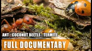 Defense: Ant, Termite & Coconut Beetle | Wildlife BBC Documentary | Full Episode