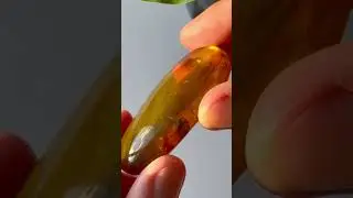 Ancient stink bug trapped in amber for 99 million years&hellip;