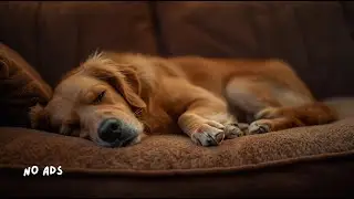 2 Hours of Calming Dog Music &ndash; Loop Version for All-Day Playback