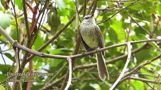 Unstreaked Tit-tyrant 03 - Carpish Tunnel, Huanuco.