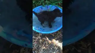 PWD Puppy (Bernie) Discovers Water