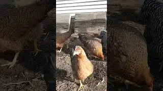 Cream Legbar or Easter Egger #backyardchickens #chickencoop