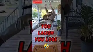 You Laugh You Lose Funny Cats (39) 🤣 #shorts #viral