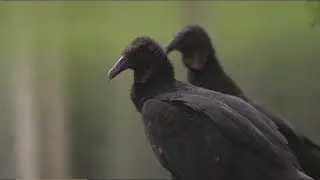 Vulture population experiencing 'catastrophic decline' in Africa, Asia