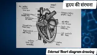 External Heart Structure Diagram Drawing  step by step//हृदय की बाह्य संरचना //Science Drawing 