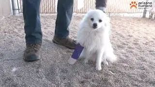 A Day In The Life Of An Arizona Humane Society Volunteer