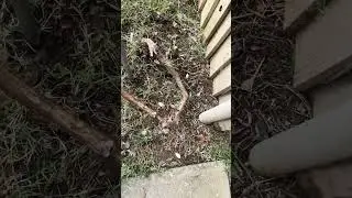 ХИТРОСТИ ВИНОГРАДАРЯ.
