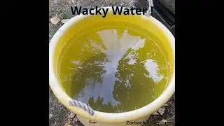 Wacky Water! #wacky #water #prospecting