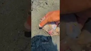He Found a Dead Stingray&hellip; But Then This Happened