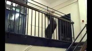 Free Running Chase