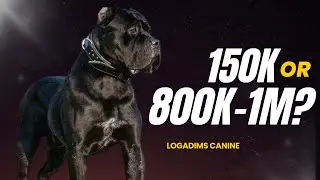 Cane Corso Dog Price in Nigeria: What They Don’t Tell You!