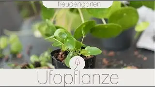 🌱 Ufopflanze vermehren | freudengarten.de