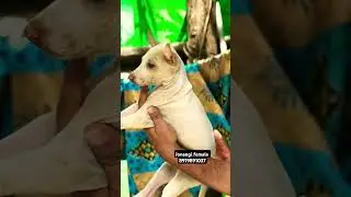 jonangi #dog #pets #hyderabad #andhrapradesh #vizag #vijayawada #guntur #nellore #bhimavaram #eluru