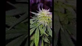 Dank Budz