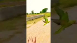 indian green ring neck parrot free flight training #parrot #training #freeflyingparrot #shorts