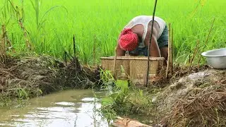 Catching Tiny Country Fish From Rice Fields | Tiny Fish Catching tools | Guni Fishing